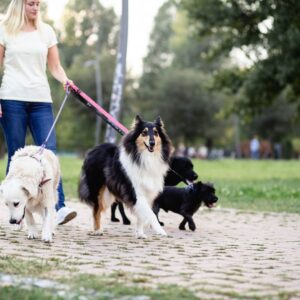 Woman walking multiple dogs 