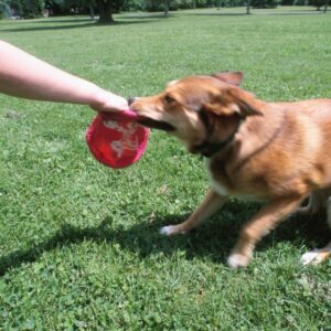Person playing frisbee with dog