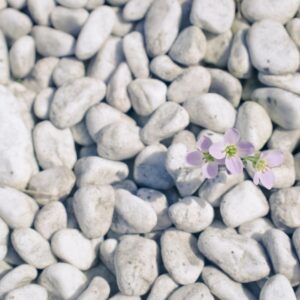 Small flower in rocks