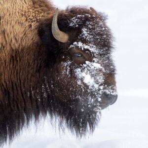 Bison in snow